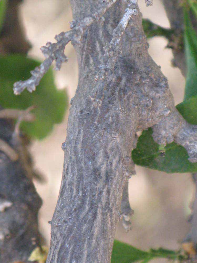                 Second - third year twig (Myrtifolia, Riverside, CA)       